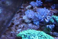 Pulsing Xenia frags £5