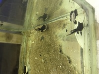 Baby red tail catfish for sale in Leeds