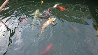Koi, Goldfish and pond filtering system