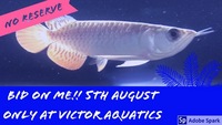 Massive Fishkeeping Event, 50% OFF, No Reserve Auctions