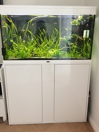 Complete Tropical fish aquarium fish tank set up with live plants and fish