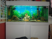£360 WANT IT GONE//£360 FULL SET UP WITH OR WITH OUT FISH//£390 ONLY BARGAIN/LARGE BESPOKE AQUARIUM IN WHITE,4FT 6 inches LONG X 2FT HIGH X 20 inches DEPTH.