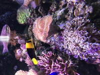 Complete 400 ltr Marine Reef Aquarium for sale