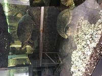 Need to find a new home for 3 x Musk Turtles