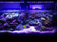 4ft Rimless/Braceless custom built aquarium