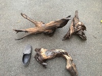 Large Pieces of Bogwood For Sale - Derby