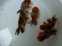 Quality ranchu available