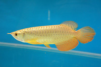 23cm 24K golden arowana fish