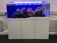 marine tank and set up for sale including all corals and fish