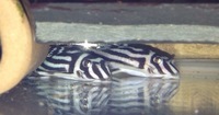 Zebra Pleco L46 - Breeding Pair