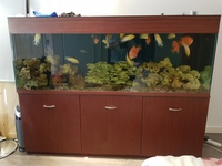 Almost new fish tank marine and tropical compatible 6.5x3x2 ft
