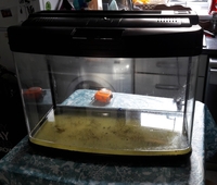 NOW SOLD---80 Litres(18 Gallons) Bow Fronted 63cm Aquarium with Hood--Leeds--ono £35 or make me an offer(must go anyway)