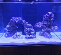 Marine fish & equipement for sale