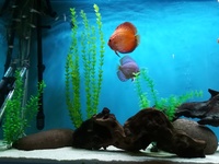 3 discus fish for sale. 1 breeding pair and 1 single male