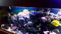 Complete marine fish tank set-up - including all fishes