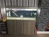 Eheim tank plus fish to go together or separate