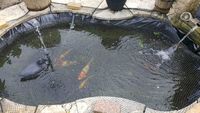 3 koi carp, 2 gold fishes and one ghost carp for sale (ONLY 150£)