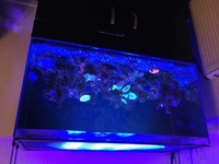Full marine set up including fish or will sell separately