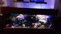 Aquarium Tank - 6 Feet long - £200