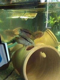 Spawning pair of Festive Cichlids for sale, or swap