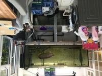 Stingrays Arowana and flag tail and 6 by 3 by 2 tank 2500