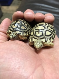 Baby Tortoises’s