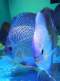 Various discus for sale