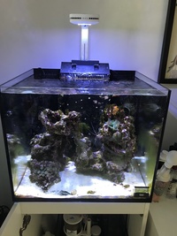 Red Sea Reefer 170 Full Setup