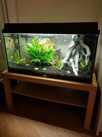 Whole 120L tropical aquarium must go £150 for everything