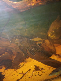 NOW SOLD---2 x Pterygoplichthys josemelianus plecostomus-7 inches---£25---for sale in Leeds