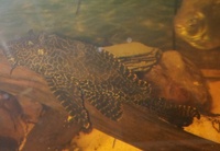 NOW SOLD---2 x Pterygoplichthys josemelianus plecostomus-7 inches---£25---for sale in Leeds