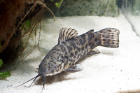 3 hoplos catfish
