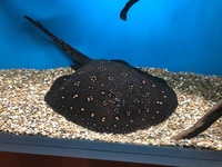 Large Freshwater Stingray male for sale