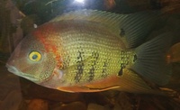 NOW SOLD-5 x 2 inch-Heros sp Rotkeil(Red Shoulder Severum) in Leeds-ono £50 or make me an offer