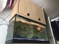 130 Litre Fluval Tank with Fish & Accessories
