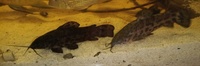 Hoplosternum Catfishes(1 male/2 females) 3.5 inch ono £25 Im Leeds