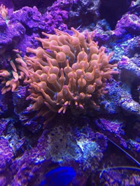 Rose bubble tip anemone £30 each