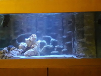Rehoming of any fish, coral or rock