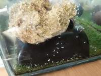 Axolotl eggs