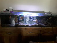 5ft fishtank with ciclids