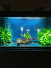 Aquael Glossy 100 Fish Tank whole set up