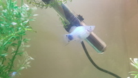 Blue Mickey Mouse platys - free to good home