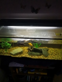 Two musk turtles, 36L tank, Eheim water filter, heater, light and condensation lid.