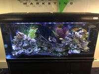 Big View 400 LITRE Tank, Full set up including over 30 Malawi Chiclids