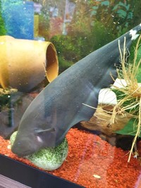 BLACK KNIFE GHOST FISH 25cm 10 inches