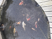 ghost koi for sale
