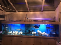 10ft fish tank aquarium
