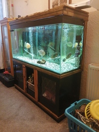 Large fish tank full setup