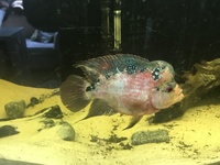 Flowerhorn, tank and more