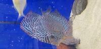 Stunning discus forsale as closing down tank